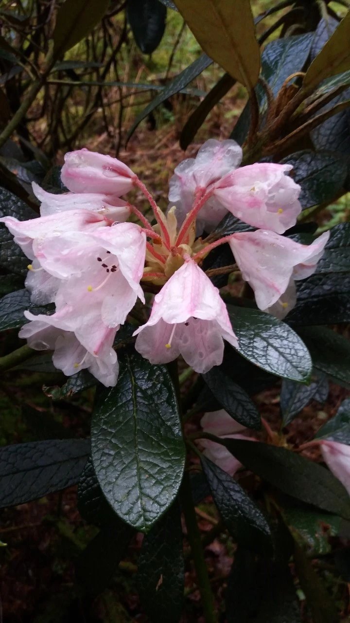 R. wiltonii